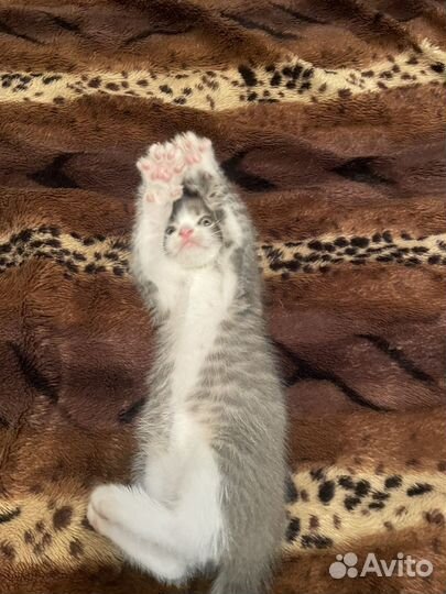 Вислоухи котенок