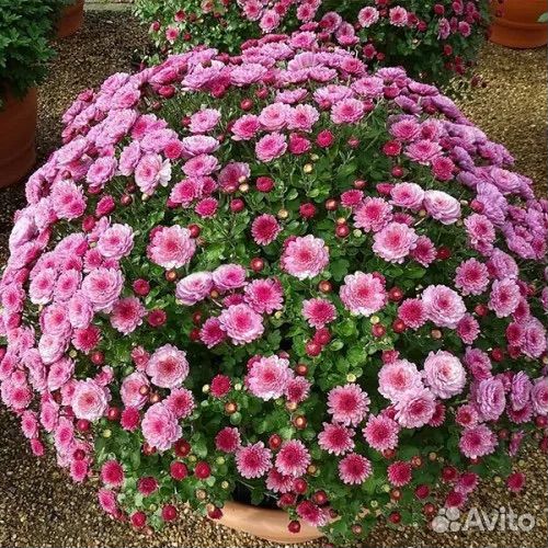 Хризантема мультифлора