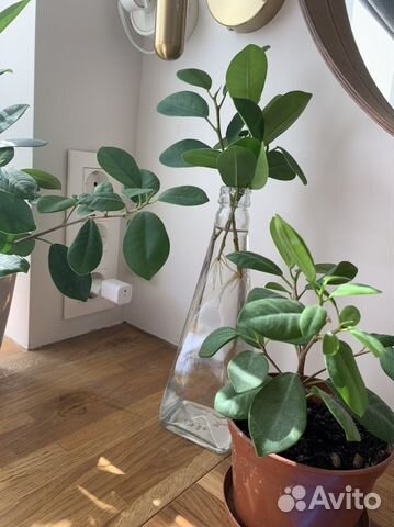 Фикус Микрокарпа, черенки и взрослые растения