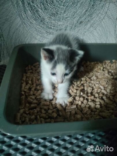 Кошка