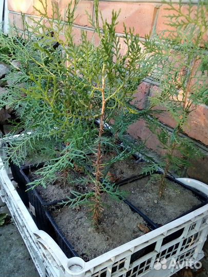 Саженцы туи