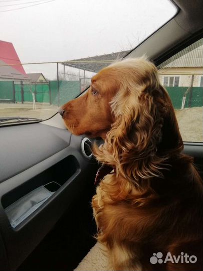 Вязка собак