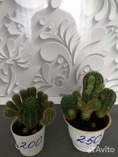 Кактусы, фикус