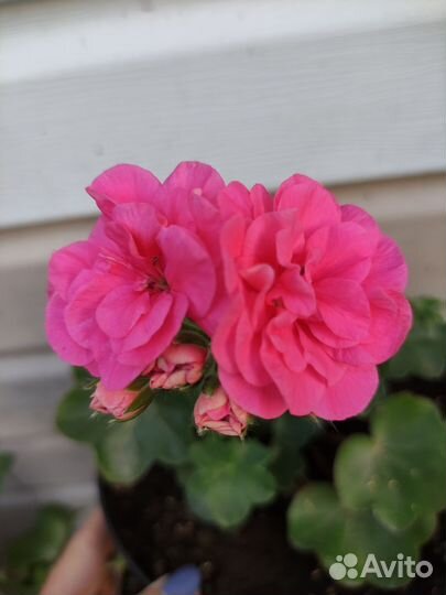 Плющелистная пеларгония