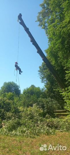 Спил деревьев