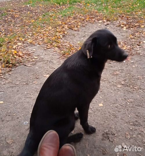 Добрый друг в добрые руки