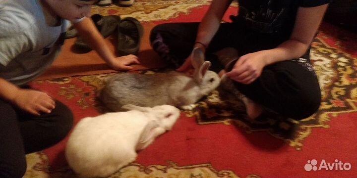 Крольчихи 6 месяцев