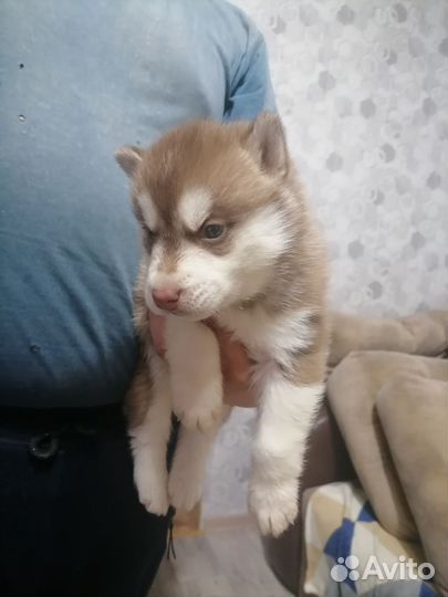 Сибирский хаски