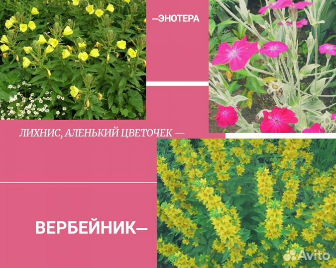 Многолетние садовые цветы