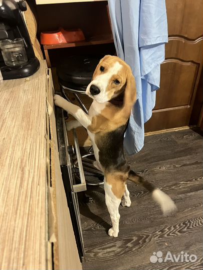 Щенок бигль мальчик