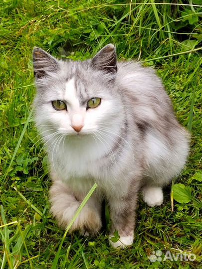 Спасите Пушу