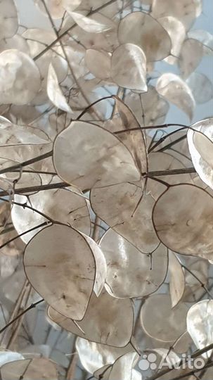 Семена лунарии (или лунника)