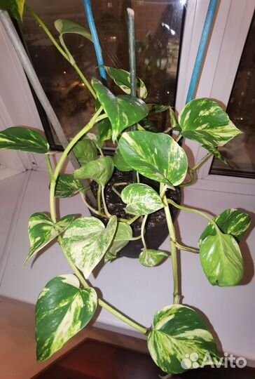 Эпипремнум золотистый