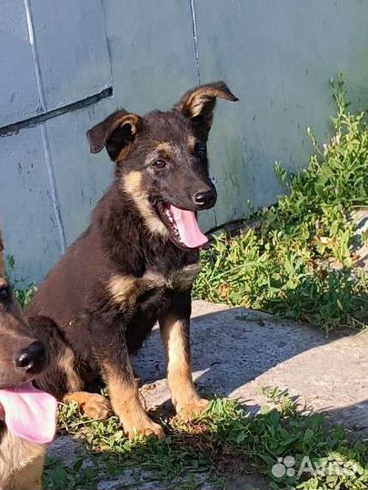 Собака в добрые руки щенок