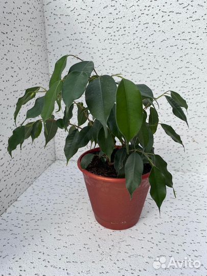 Бенджамина фикус