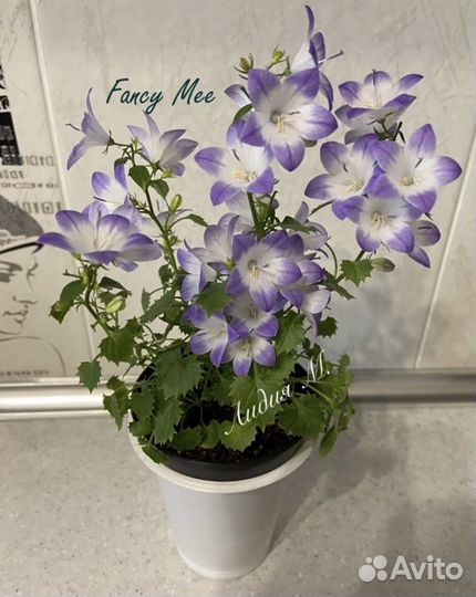 Кампанула Fancy Mee