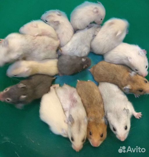 Сирийские, джунгарики на подарки