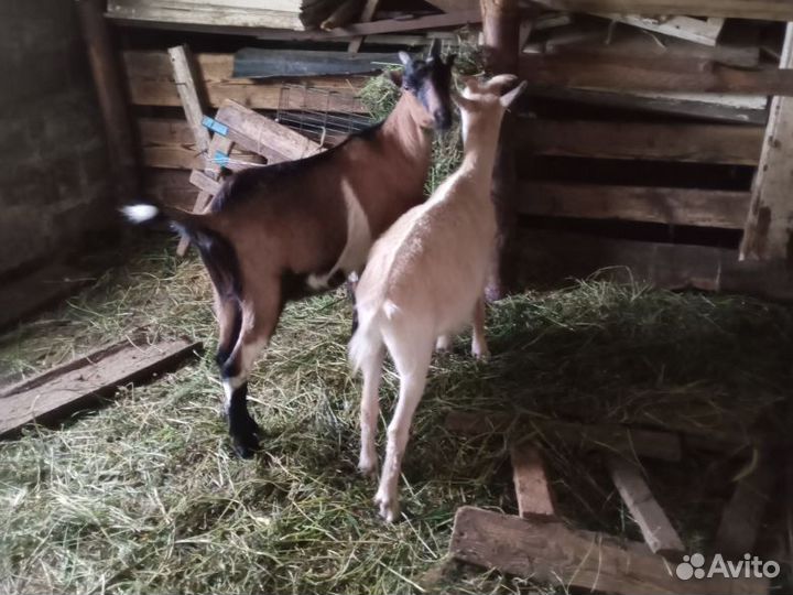 Коза нубийская