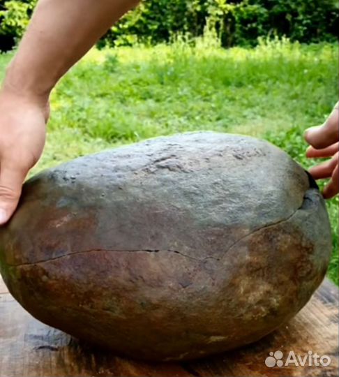 Окаменелости аммониты