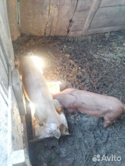 Поросёнок Дирог