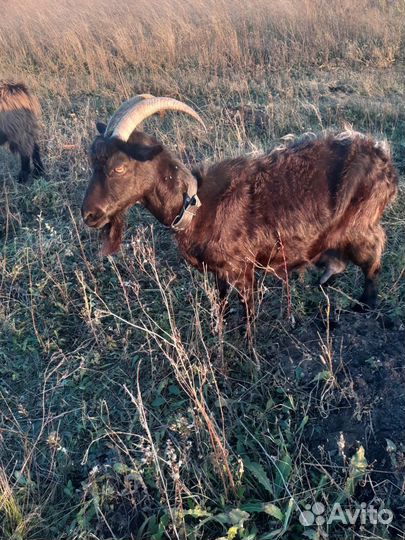 Козы, козёл