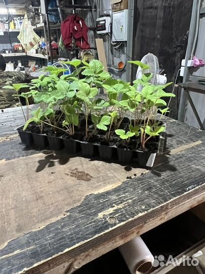 Рассада клубники