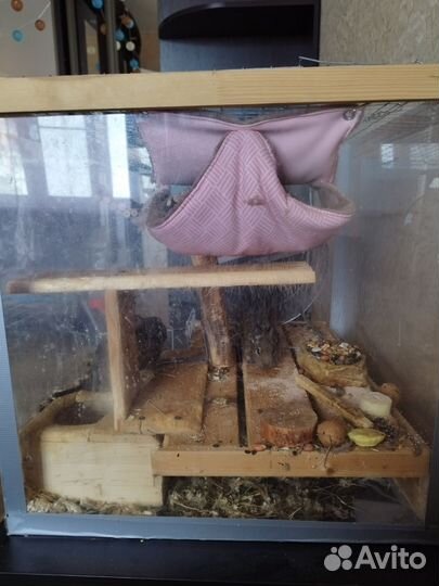 Чилийская белка дегу с клеткой