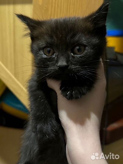 Котята шотландцы