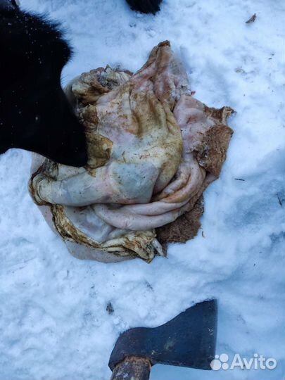 Для собак рубец печень обрезь кости рыба не вын.у