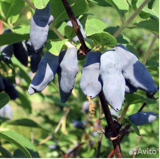 Жимолость Бакчарский великан