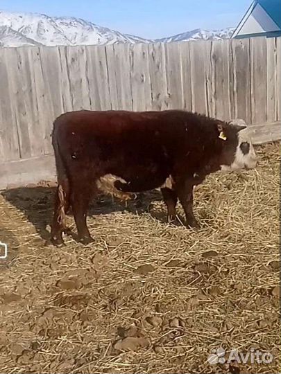 Телята бычки и телочки