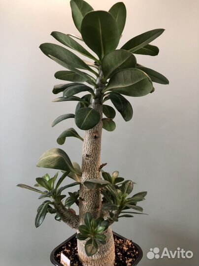 Adenium Thai Socotranum Chada Petch
