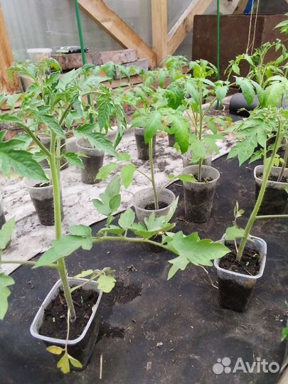 Рассада помидор