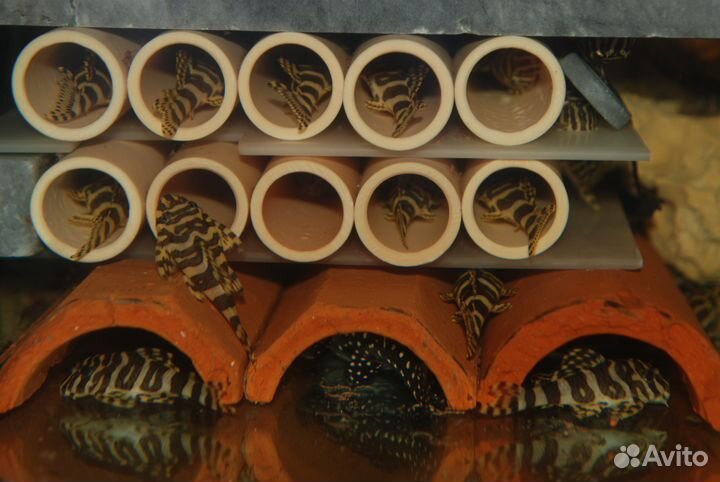 Номерные сомы L