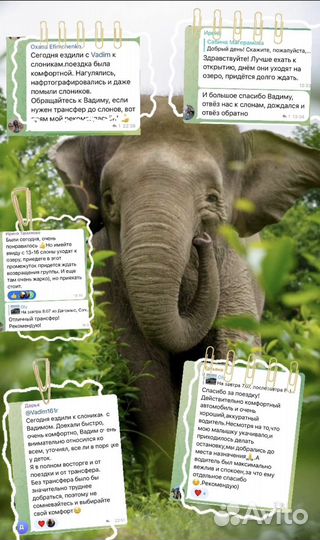 Экскурсия в парк слонов Сочи