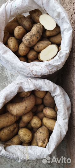 Продам картофель