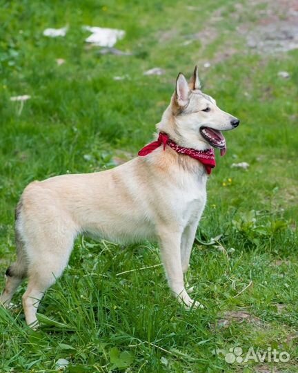 Собака в добрые руки