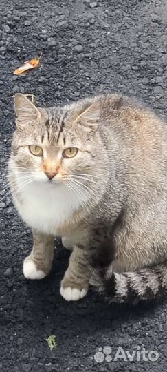 Кошечка в добрые руки