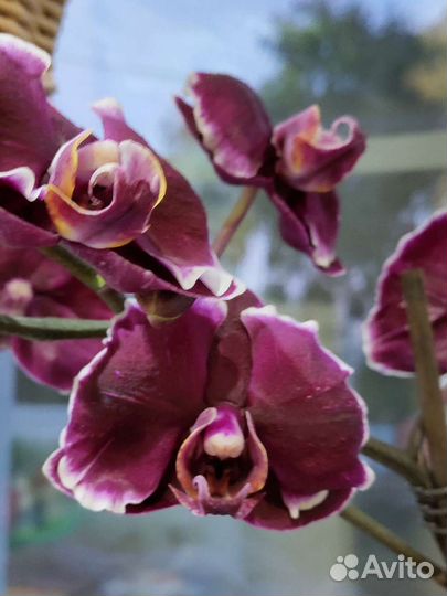 Орхидея фаленопсис 