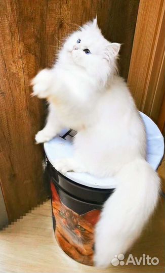 BLH NS 12 33 девочка