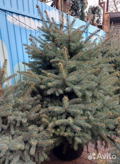 Ель голубая 1.2м