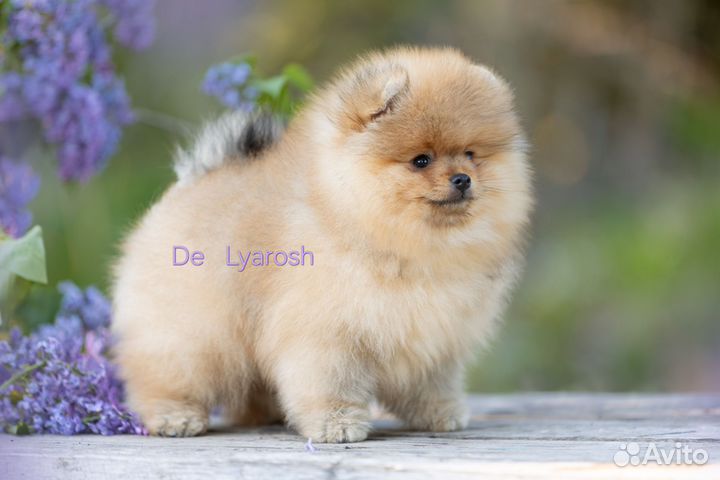 Померанского шпица щеночки