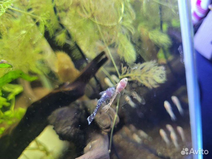 Сомики анциструсы