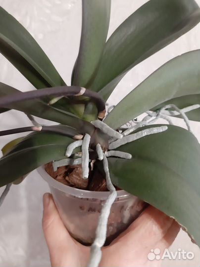 Орхидея фаленопсис