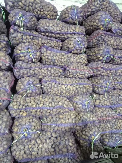 Продам семена картофеля