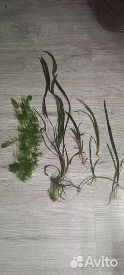 Растения для аквариума