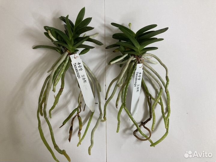 Neofinetia falcata