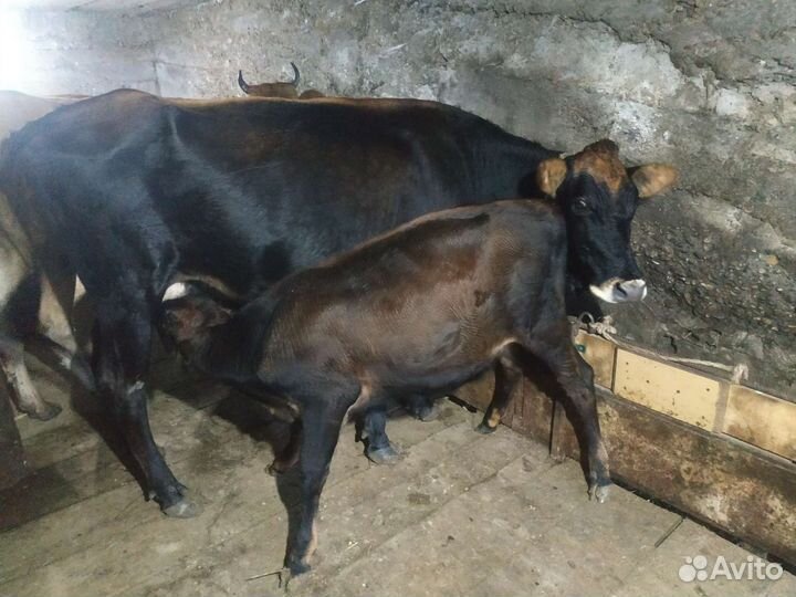 Корова с теленком