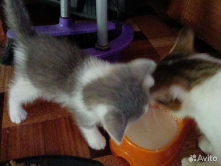 Котенок