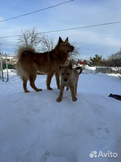 Продается щенок карело-финской лайки